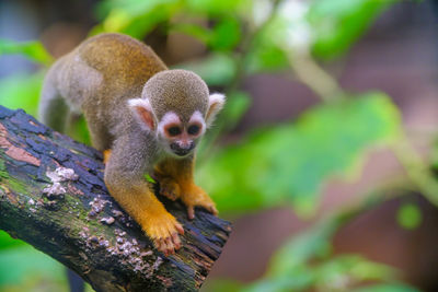 Close-up of monkey on tree