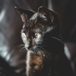 Close-up portrait of a cat