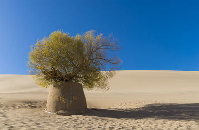 Tree on sand dune against clear blue sky