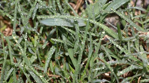 Close-up of wet plants during winter