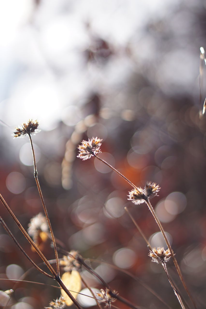 CLOSE-UP OF FLOWERING PLANT