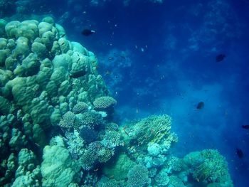 Fish swimming in sea