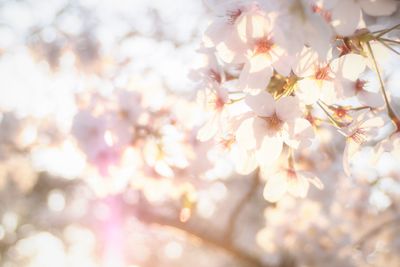 Close-up of pink cherry blossoms