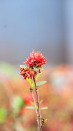 Close-up of red flowering plant