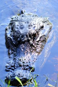 High angle view of alligator in lake