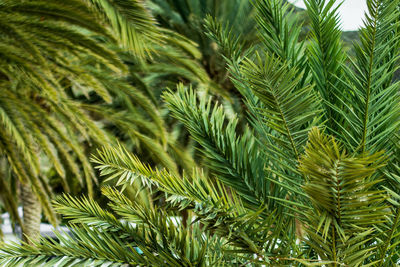 Close-up of palm tree