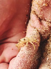 Close-up of hand holding bread