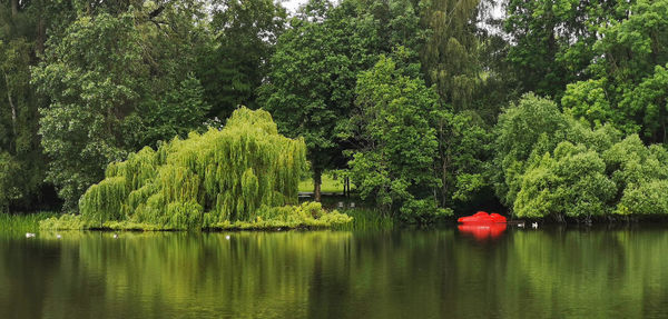 Scenic view of lake in forest