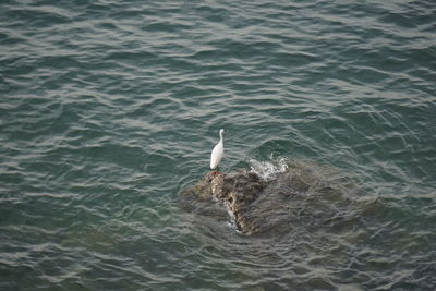 High angle view of seagull swimming in sea