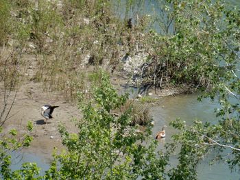 High angle view of birds in lake