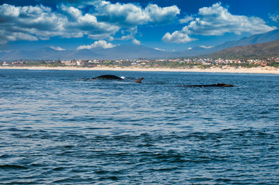 Southern right whale