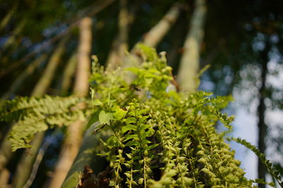 Close-up of plant