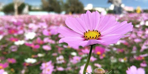 Close-up of pink cosmos flower