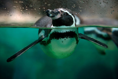 Close-up of penguin swimming in water