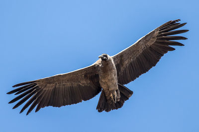 Low angle view of eagle flying against clear blue sky