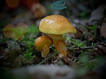 Close-up of mushroom growing on field