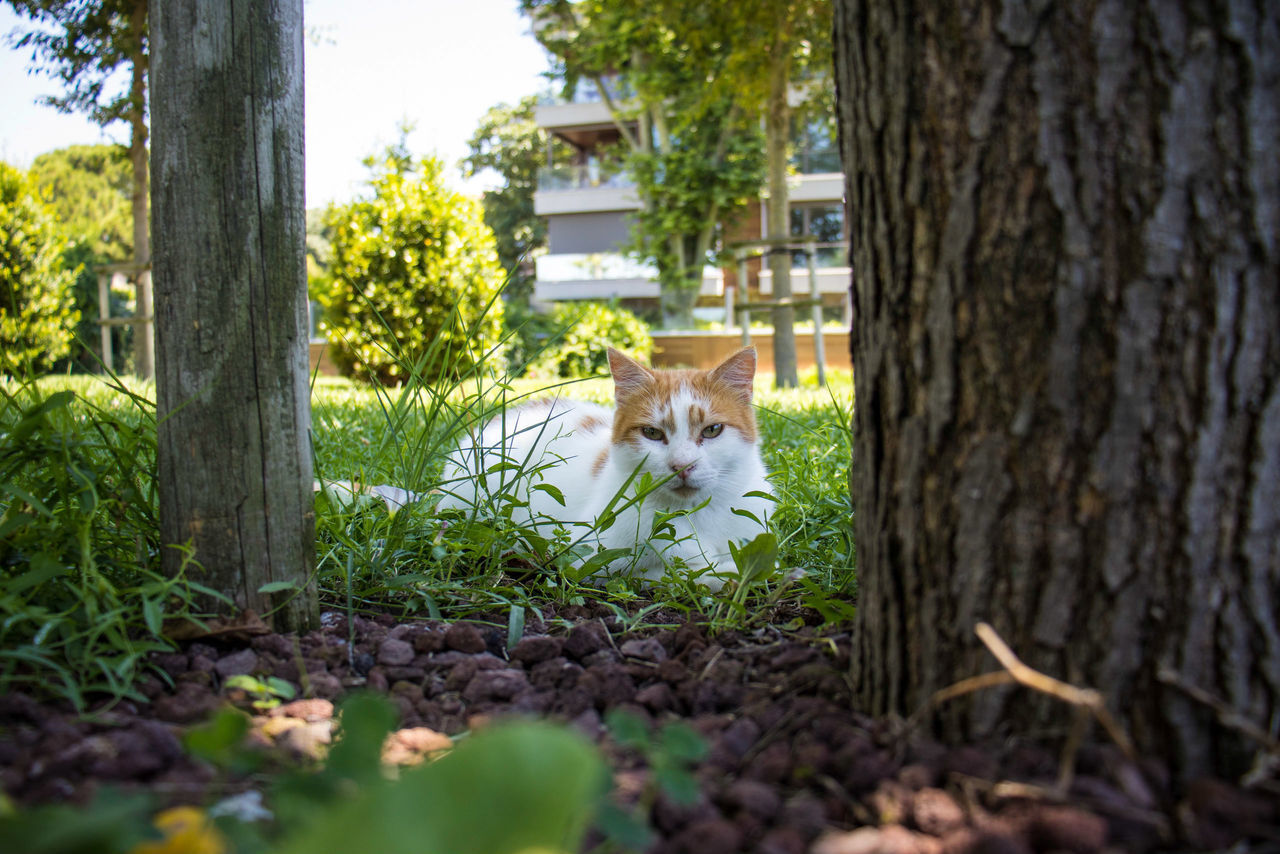 PORTRAIT OF A CAT ON TREE