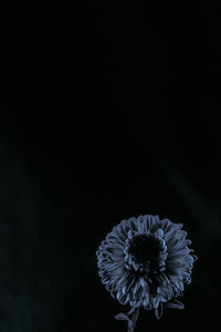 Close-up of flower against black background