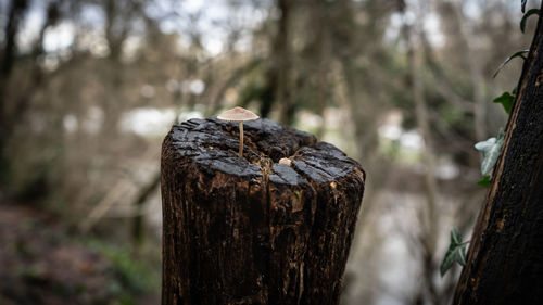 Close-up of tree stump in forest