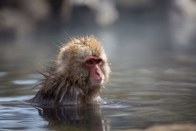 Monkey in a lake