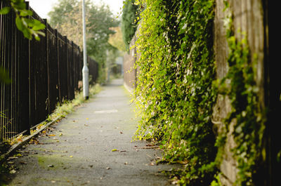 Footpath amidst plants