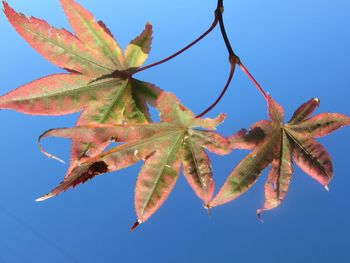 Close-up of maple leaves against blue sky