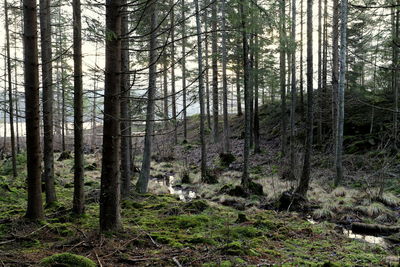 Pine trees in forest