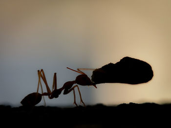 Close-up of silhouette crab on land against sky during sunset