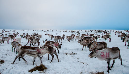 Reindeers on iced field against sky during winter