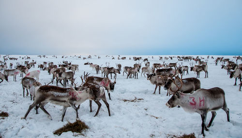 Horses on field against sky during winter