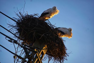 Low angle view of birds in nest against sky