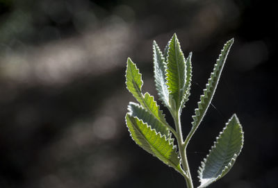 Close-up of plant leaves