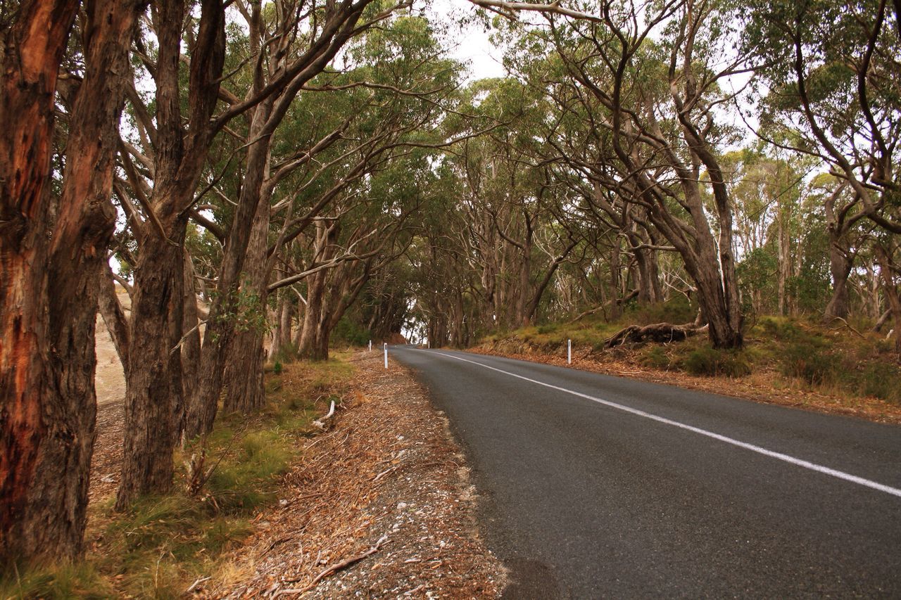 Australian country road gumtrees