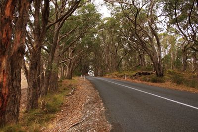 Empty road along trees