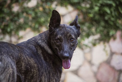 Close-up of black dog looking away