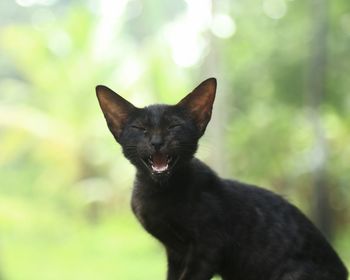 Close-up of black cat looking away