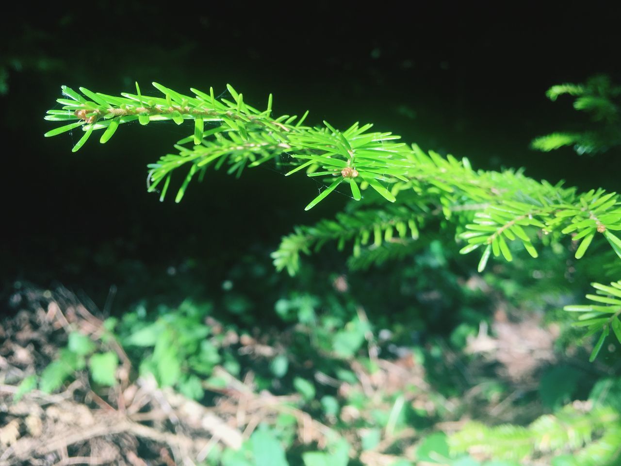 CLOSE-UP OF FERN GROWING OUTDOORS