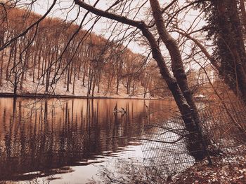 Bare trees by lake in forest