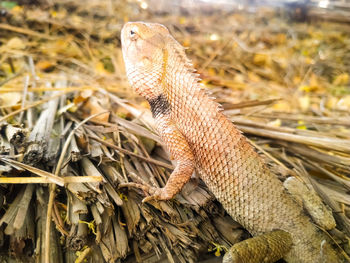 Close-up of a lizard on field
