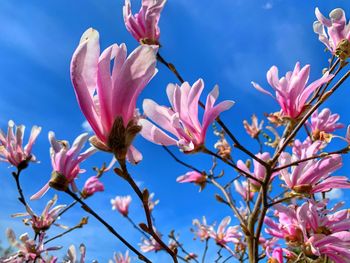 Low angle view of cherry blossoms against sky