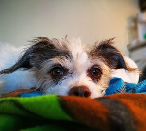 Portrait of dog at home