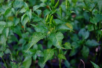 Close-up of fresh chilli