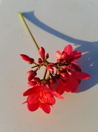 Close-up of red flowers against blurred background