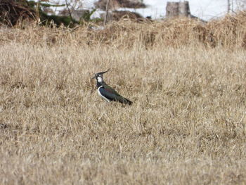 Bird perching on a field