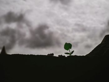 Low angle view of silhouette plant against sky