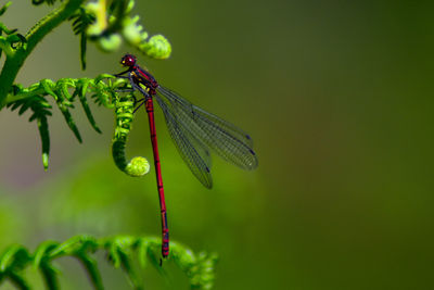 Close-up of dragonfly on plant