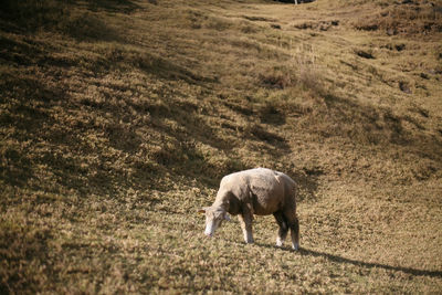 Horse grazing in a field