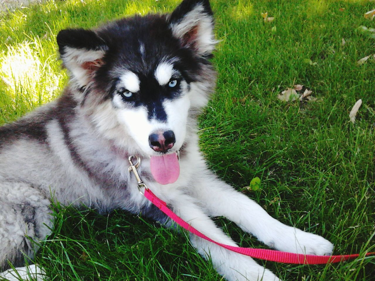 pets, domestic animals, animal themes, mammal, dog, one animal, grass, high angle view, field, grassy, looking at camera, pet collar, portrait, relaxation, sitting, puppy, sticking out tongue, two animals, young animal, canine