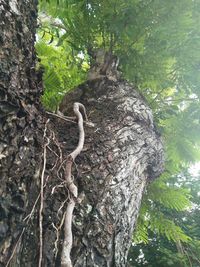 Low angle view of dead tree in forest