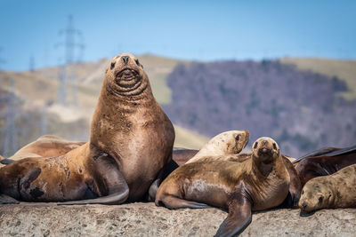 Seals on rock against mountain